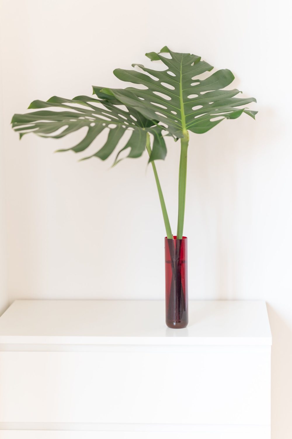 Monstera-Blatt in einer dunkelroten Vase